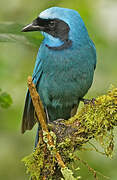 Turquoise Jay