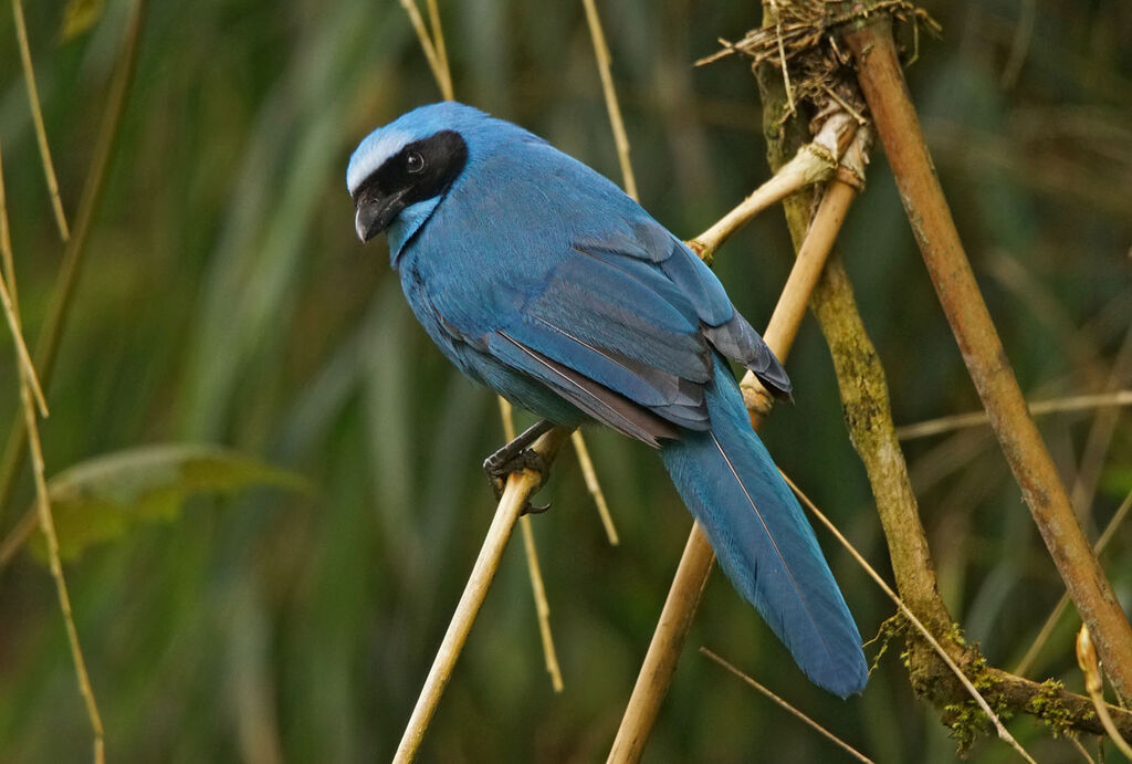 Turquoise Jay