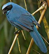 Turquoise Jay