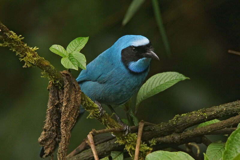 Turquoise Jay