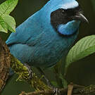 Geai turquoise