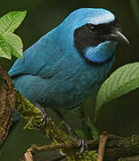 Turquoise Jay