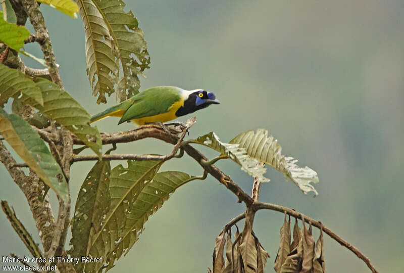 Inca Jayadult, habitat, pigmentation