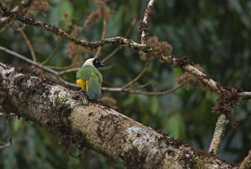 Inca Jay