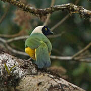 Inca Jay