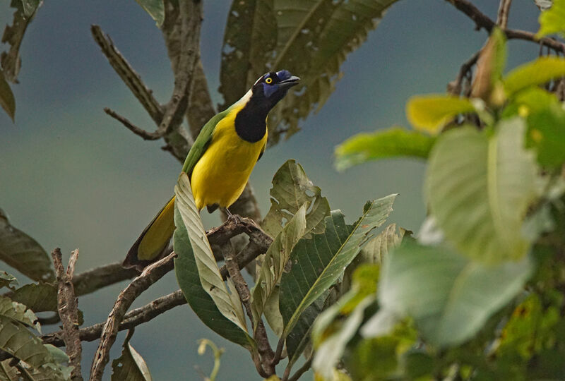 Inca Jay