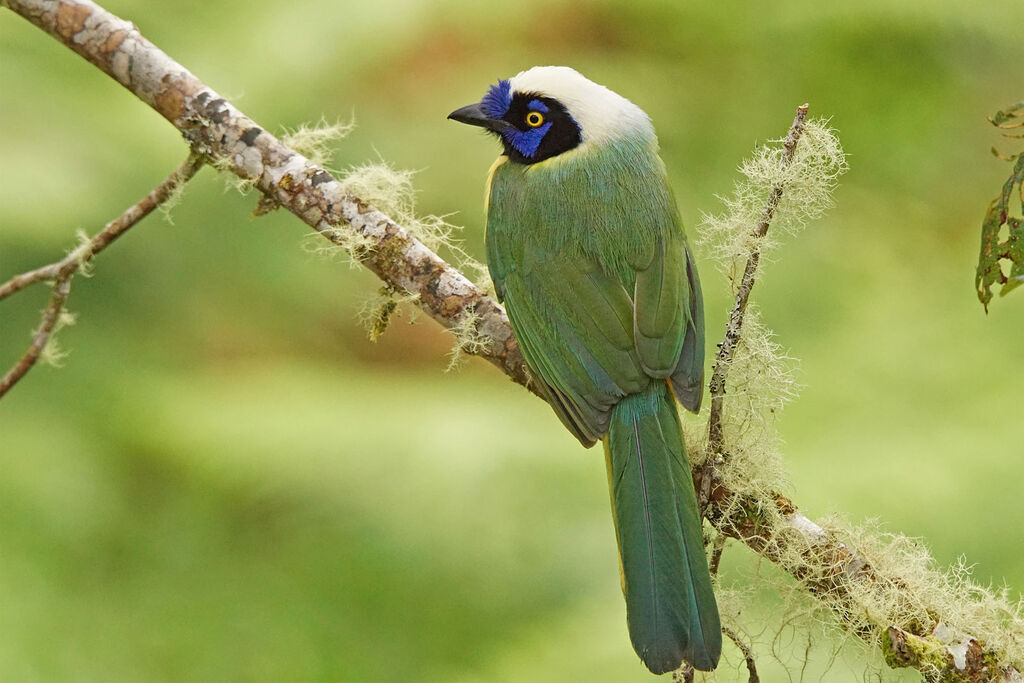 Inca Jay