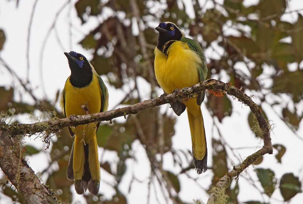 Inca Jay