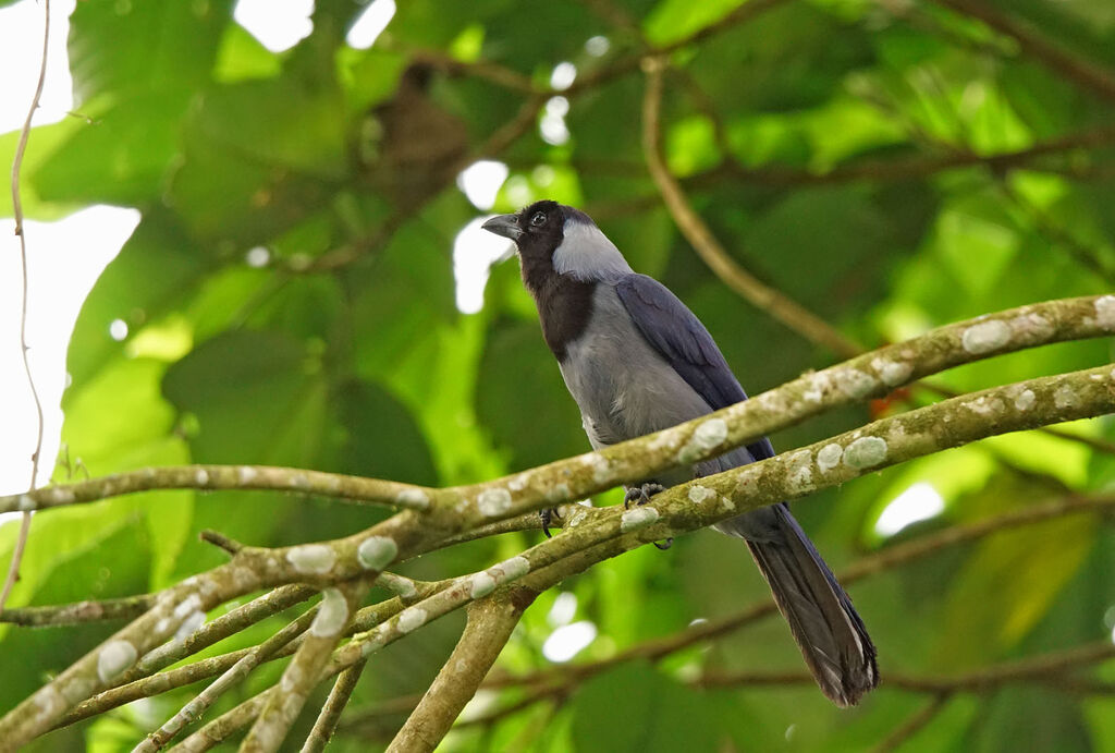 Violaceous Jay