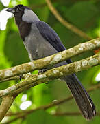 Violaceous Jay