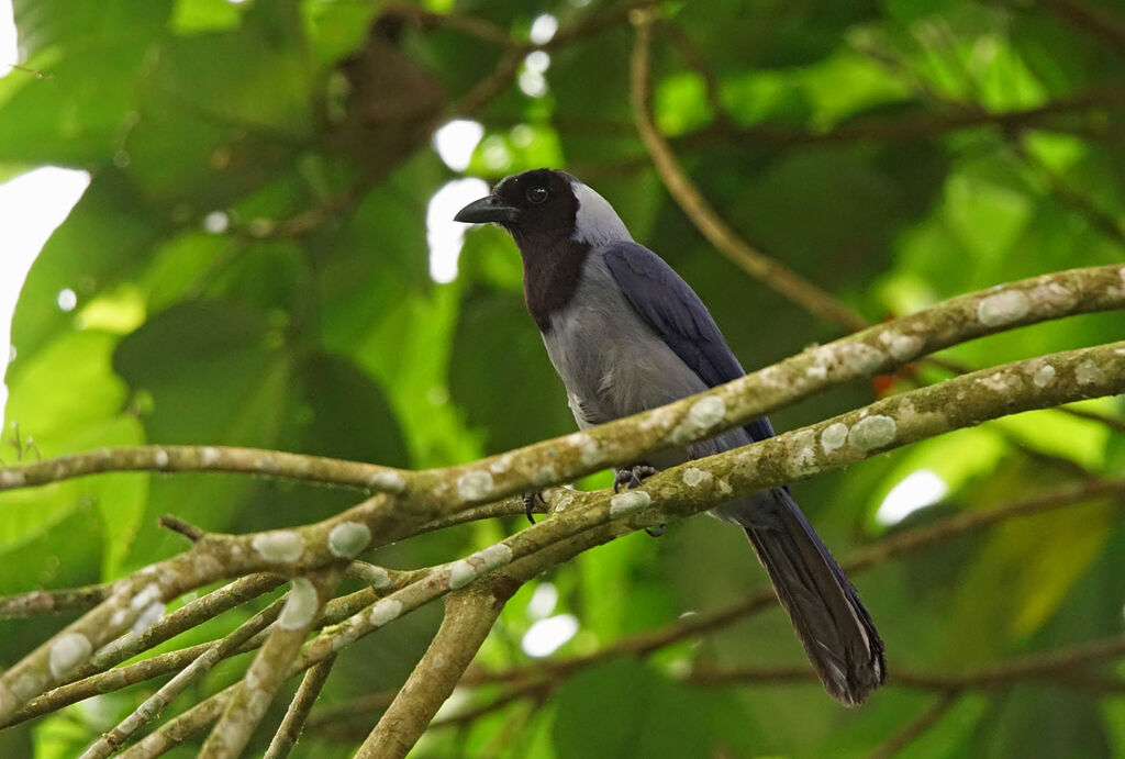 Violaceous Jayadult