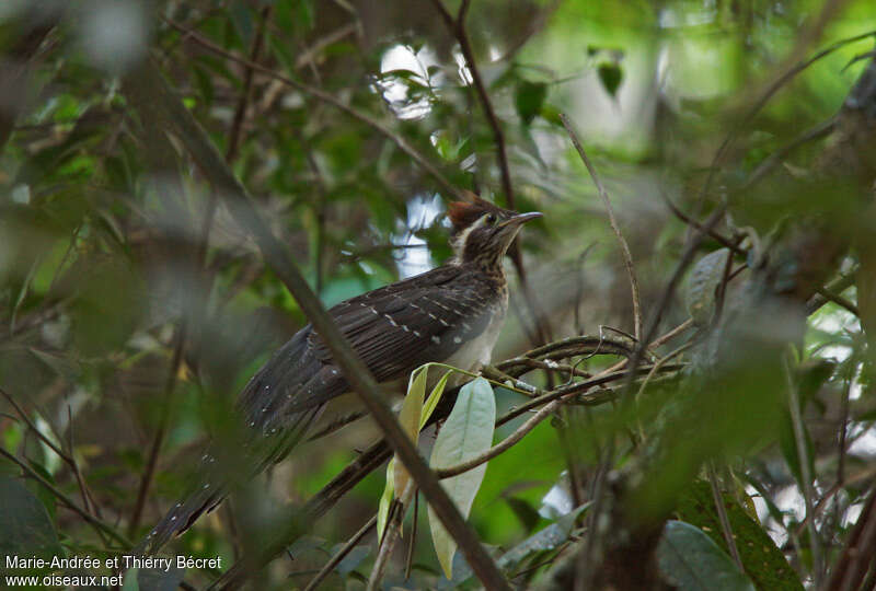 Pheasant Cuckooadult, habitat, pigmentation