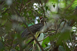 Pheasant Cuckoo