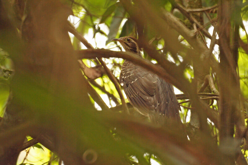 Pheasant Cuckoo