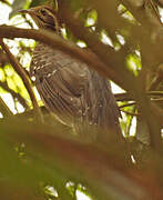 Pheasant Cuckoo