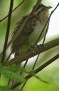 Striped Cuckoo