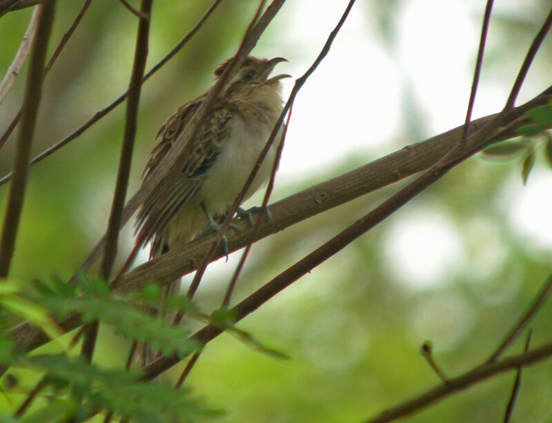 Striped Cuckoo