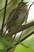 Striped Cuckoo