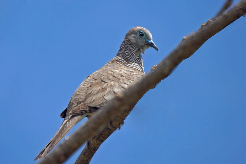 Peaceful Dove