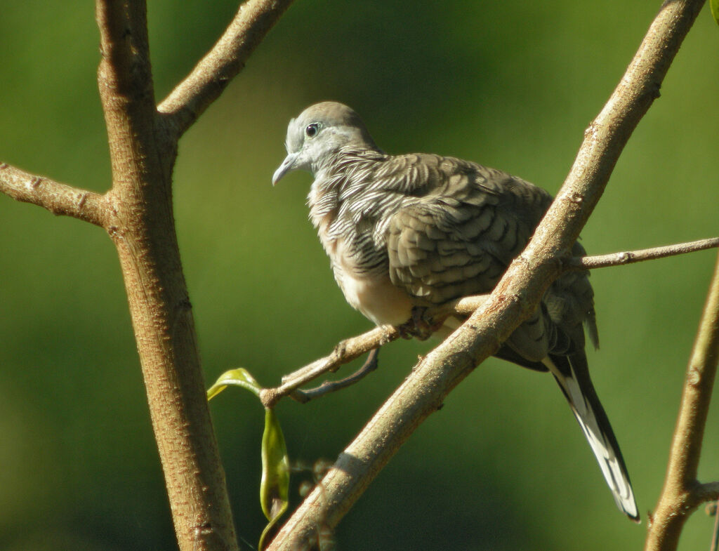 Zebra Dove