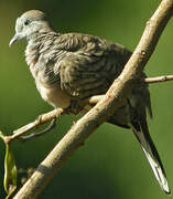 Zebra Dove