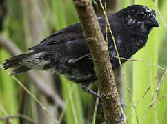 Medium Ground Finch