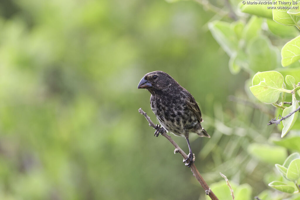 Medium Ground Finch female