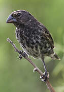 Medium Ground Finch