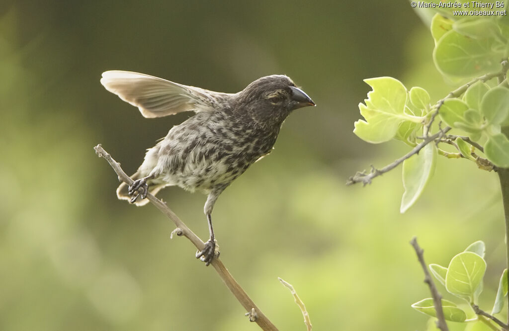 Medium Ground Finch female