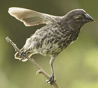 Medium Ground Finch