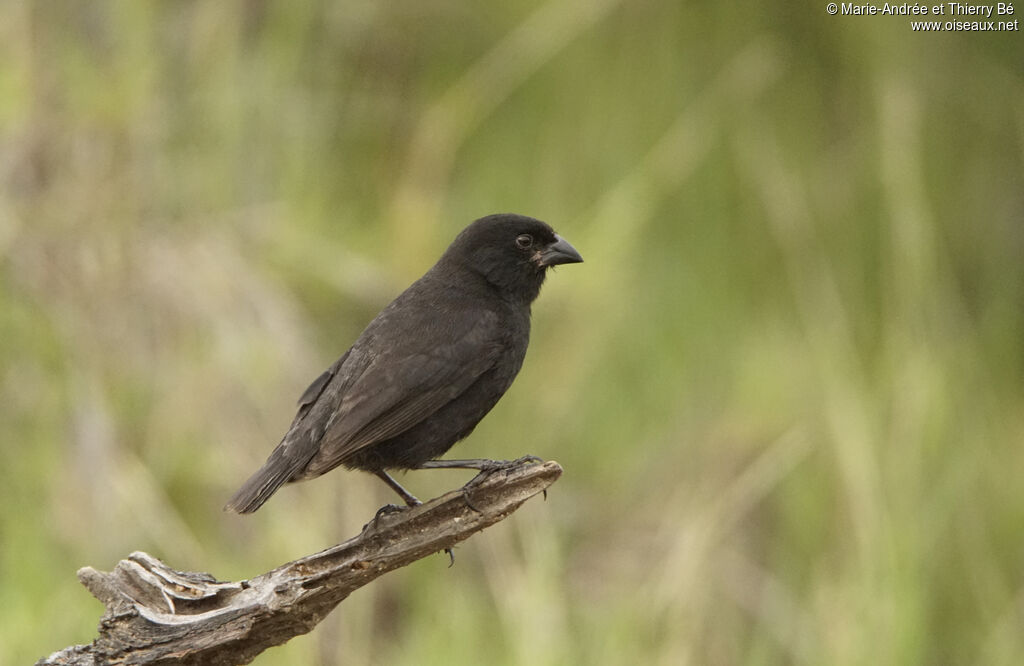 Medium Ground Finch male