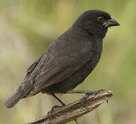 Medium Ground Finch