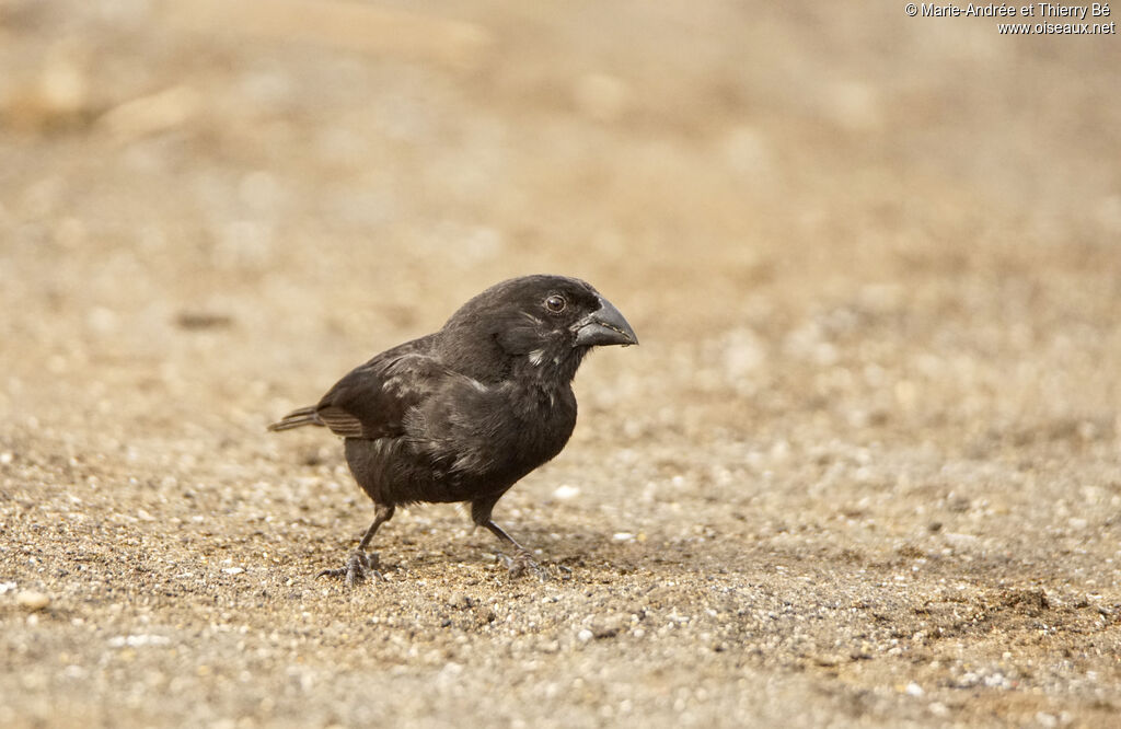 Medium Ground Finch male