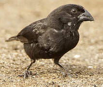 Medium Ground Finch