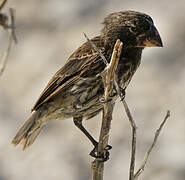 Large Ground Finch