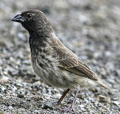 Géospize crassirostre