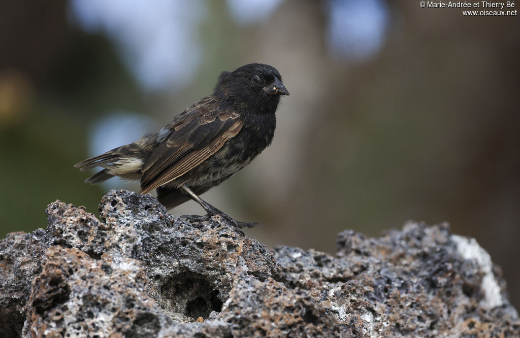 Genovesa Ground Finch