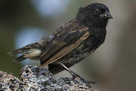 Genovesa Ground Finch