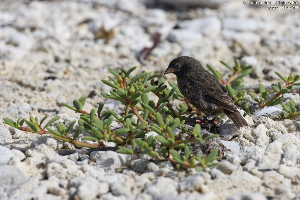 Genovesa Ground Finch