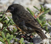 Genovesa Ground Finch