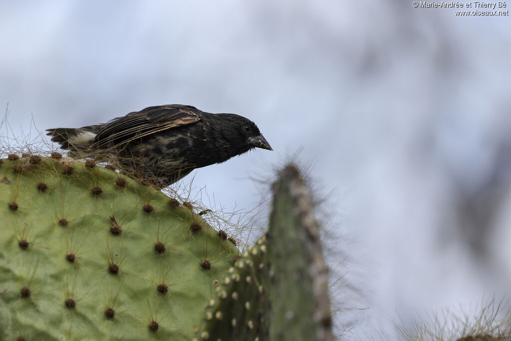 Genovesa Ground Finch male