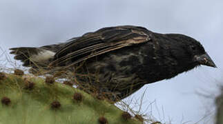 Genovesa Ground Finch