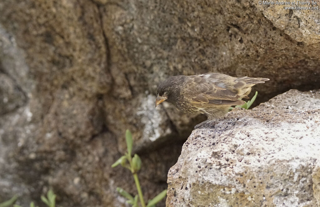 Genovesa Ground Finch female