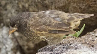 Genovesa Ground Finch