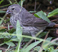 Small Ground Finch