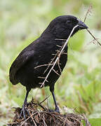 Small Ground Finch