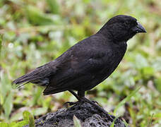 Small Ground Finch