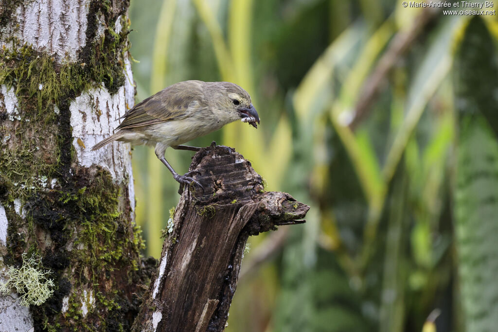 Woodpecker Finch