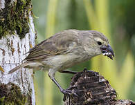Géospize pique-bois