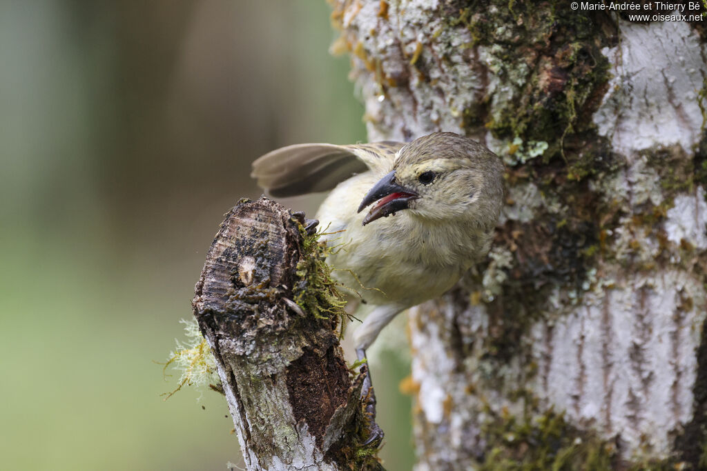 Woodpecker Finch